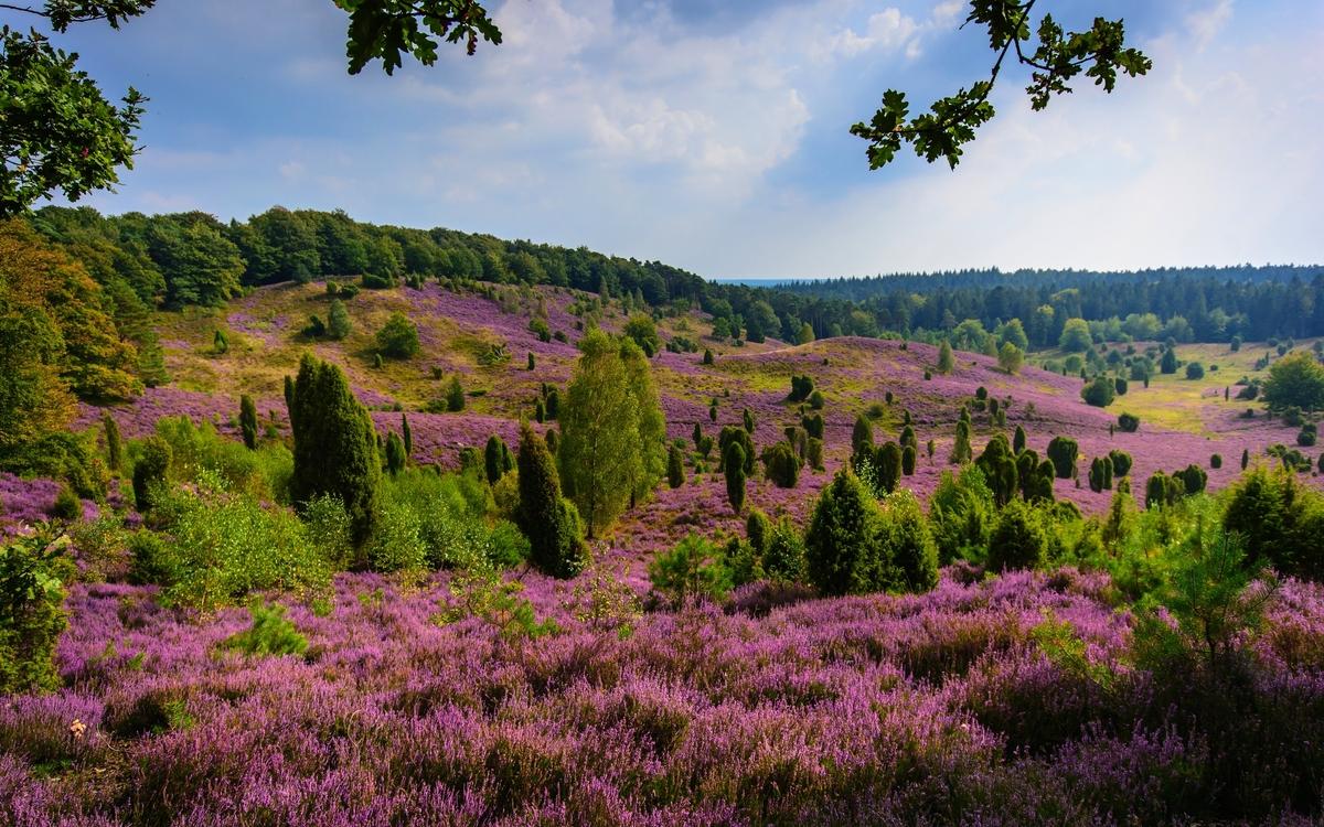 The Larneburger Heide, one of the biggest tourism spots in Eastern Alemannia, State Haneburg