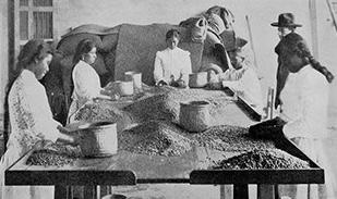 Auritane employees in the classification of coffee, Auritania’s main export.