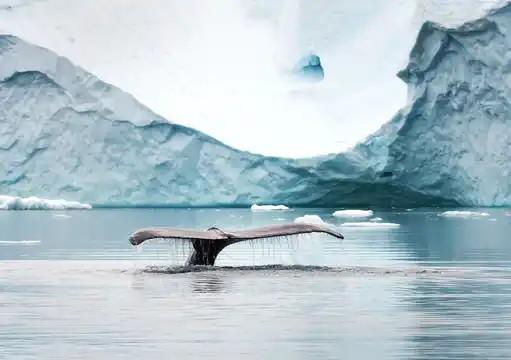 Whale in Walrus Bay, Moršasuolu