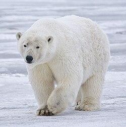 The polar bear is the official animal of Cuohpajálla