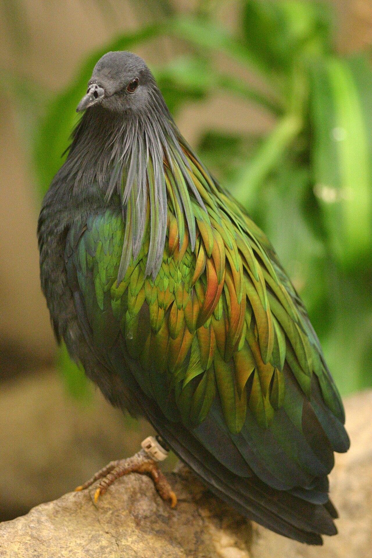 Frederikka Pigeon