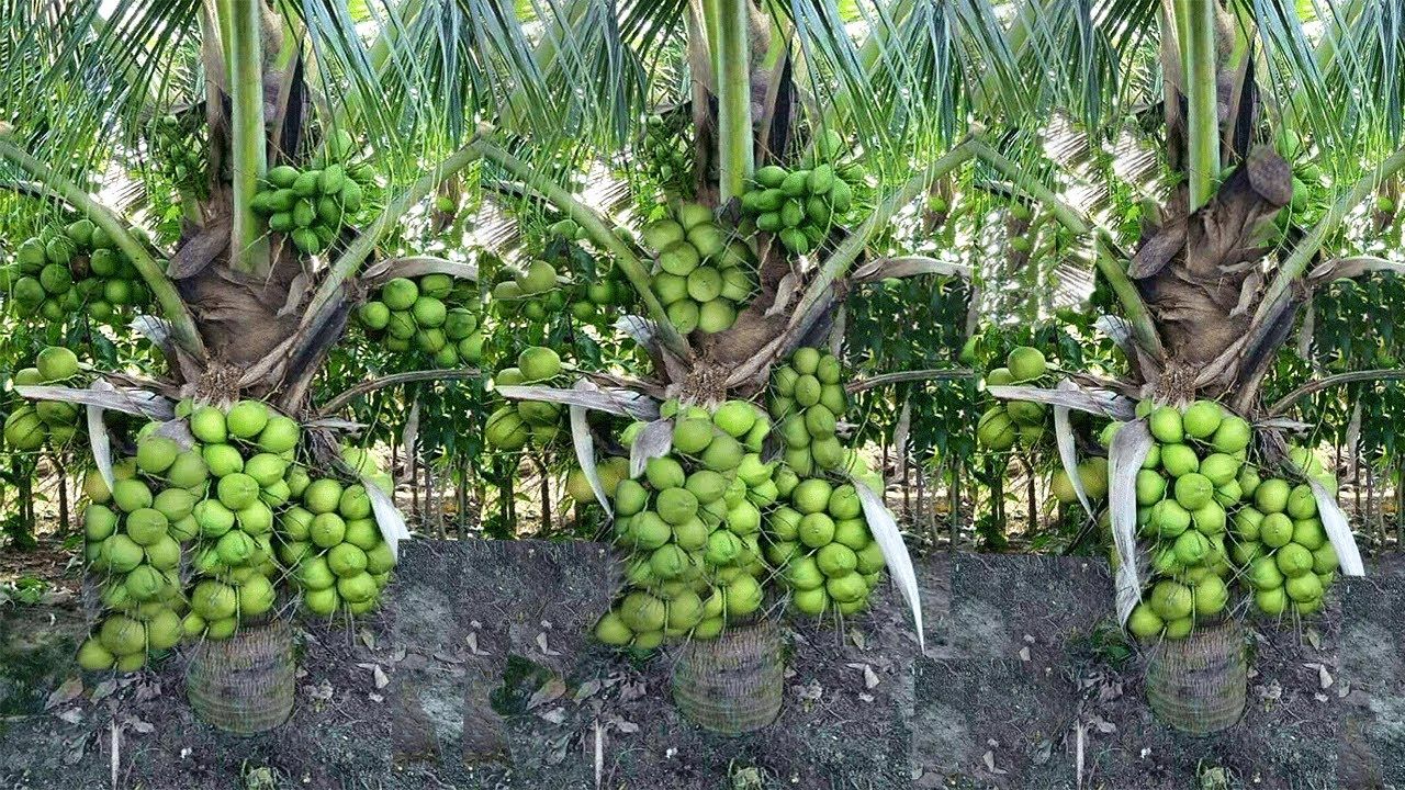 Coconut farming in Southern Kristianmaa
