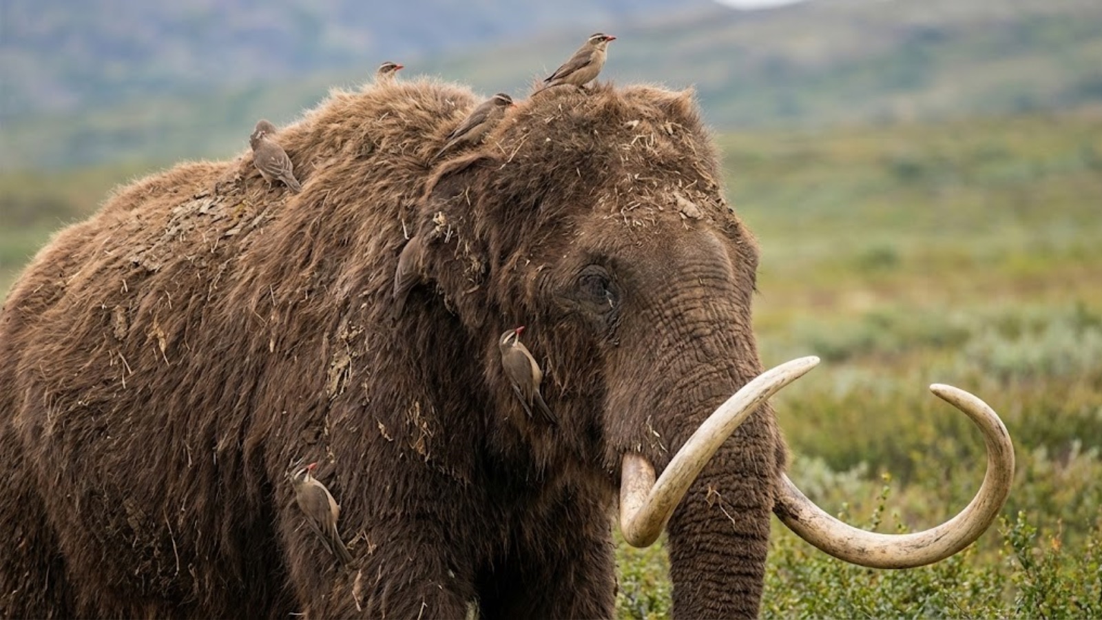 Mammoth oxpeckers perched atop a woolly mammoth