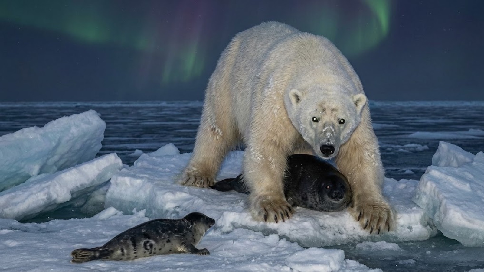 Hyperborean bear hunting seals