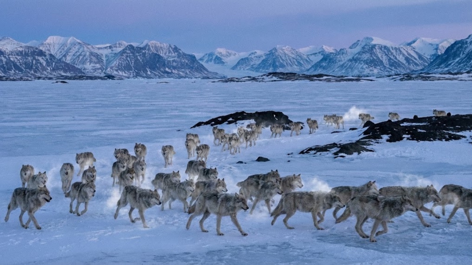 Pack of Hyperborean dire wolves