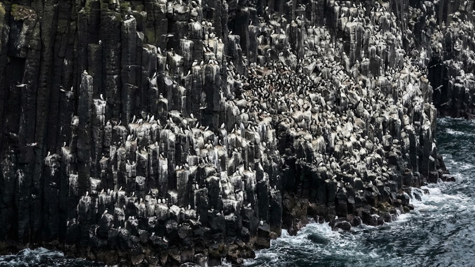 Seabird colony on a coastal cliff