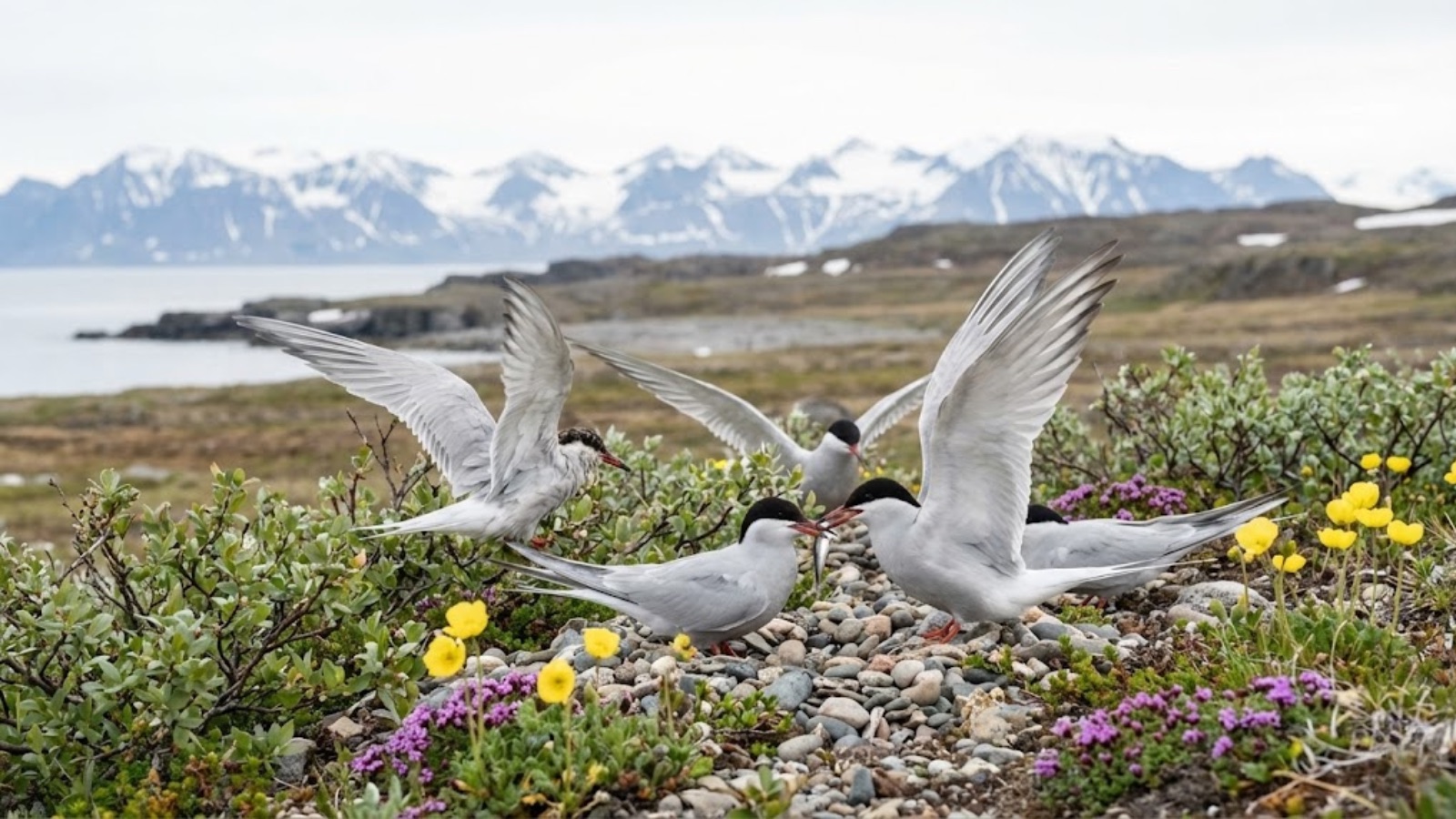 Marathon terns nesting