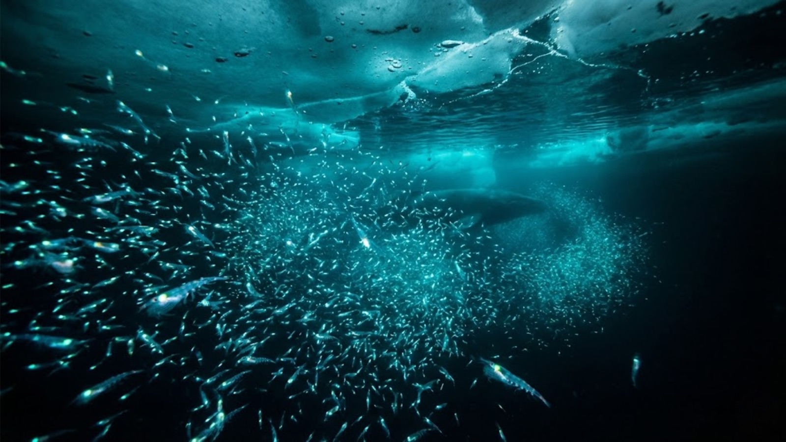Swarm of auroral krill