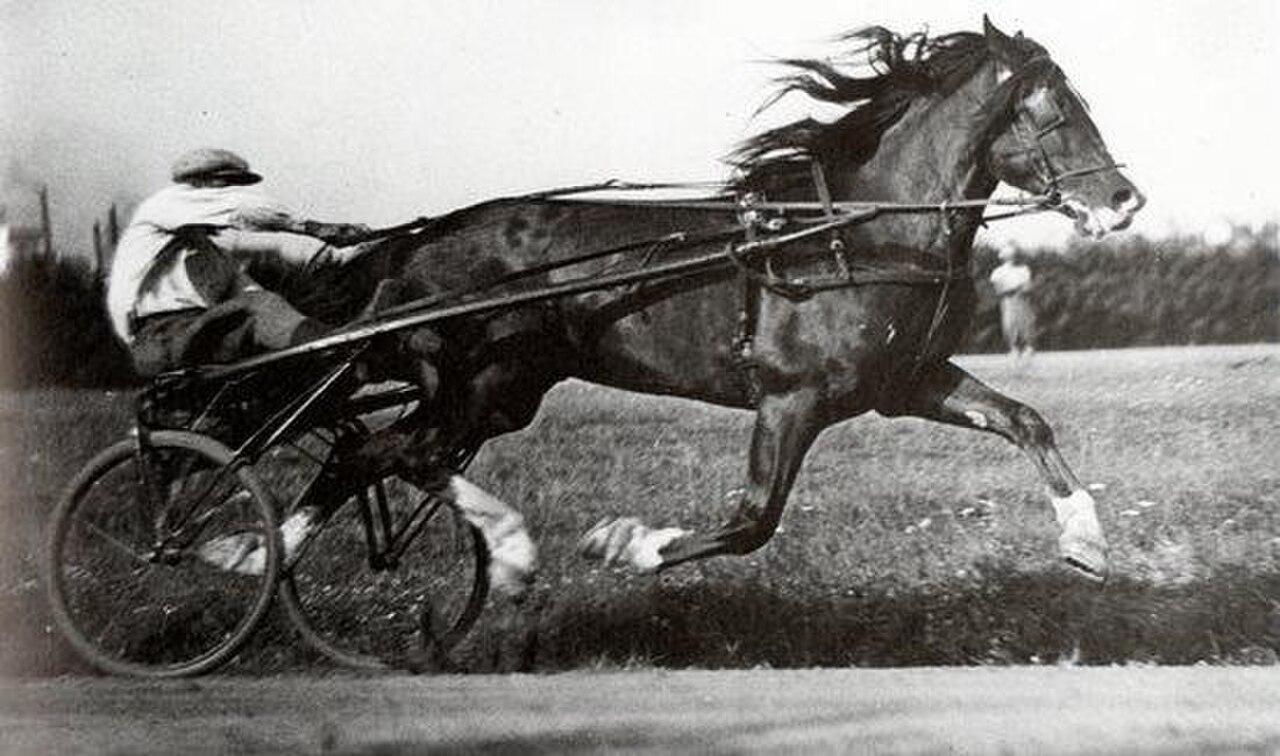 The Stallion Kuurankukka and his driver Antti Hietala, 1929