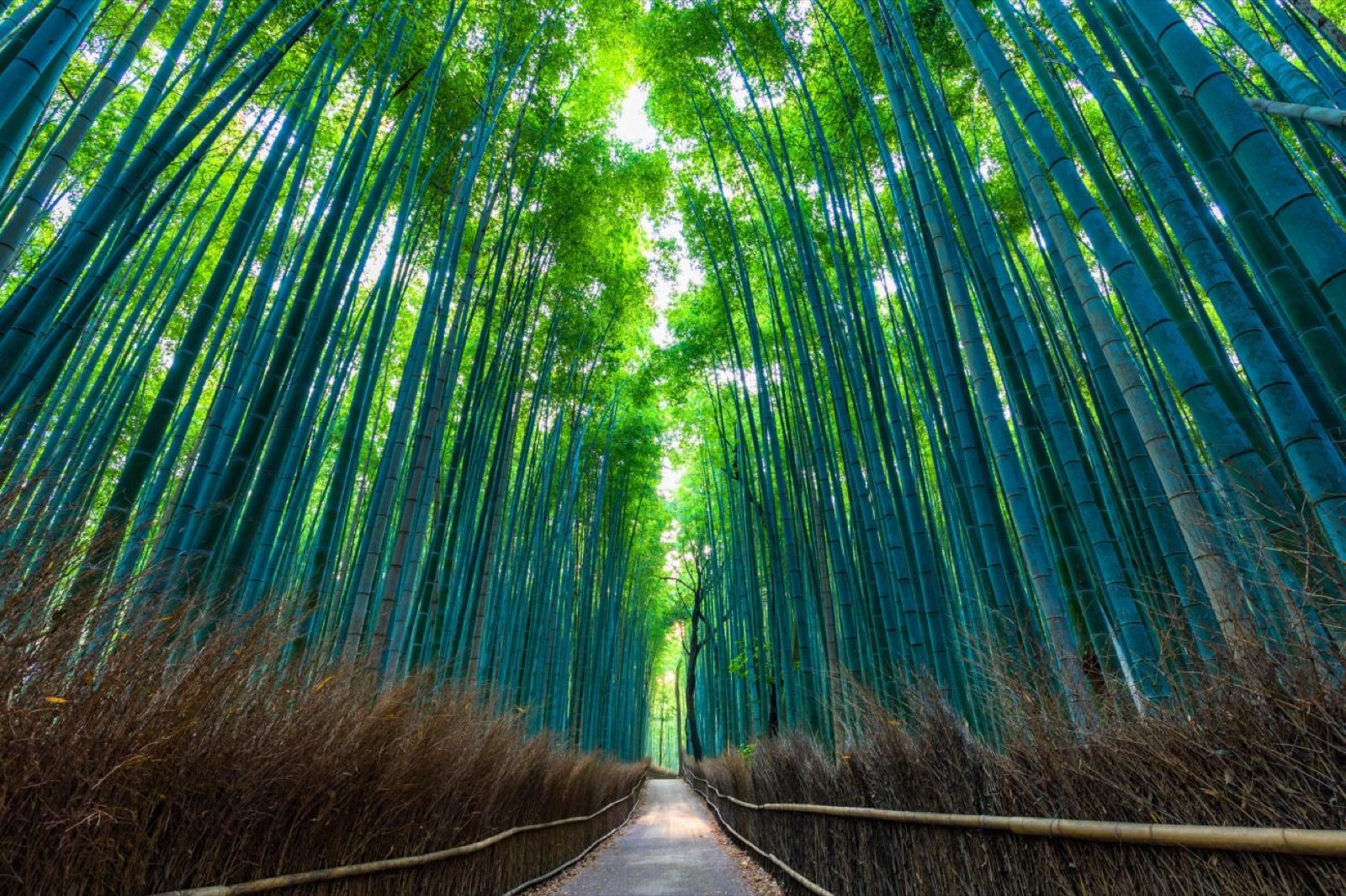 Suichoku Bamboo Forest, a popular tourist attraction, Takarazuka SAR