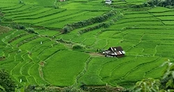 Farmlands surrounding Gandomabad, Dashtestan